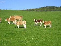 Cows and calves outside at Cluny Crichton